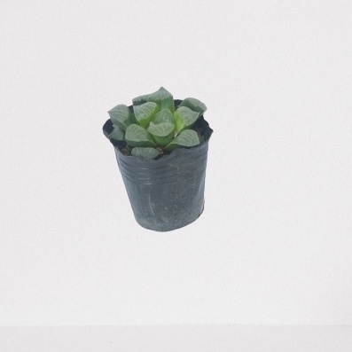 Sen đá Haworthia LAFA GARDEN, Combo cây sen đá kèm chậu sành NHẬT BẢN, kèm đất trồng