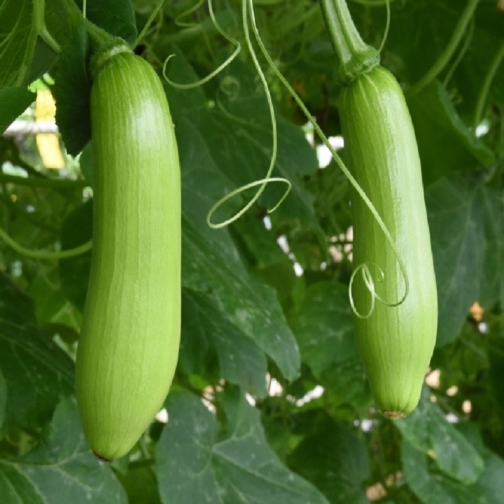 Gói 5 hạt giống bí xanh Hàn Quốc - tỷ lệ nảy mầm 95%