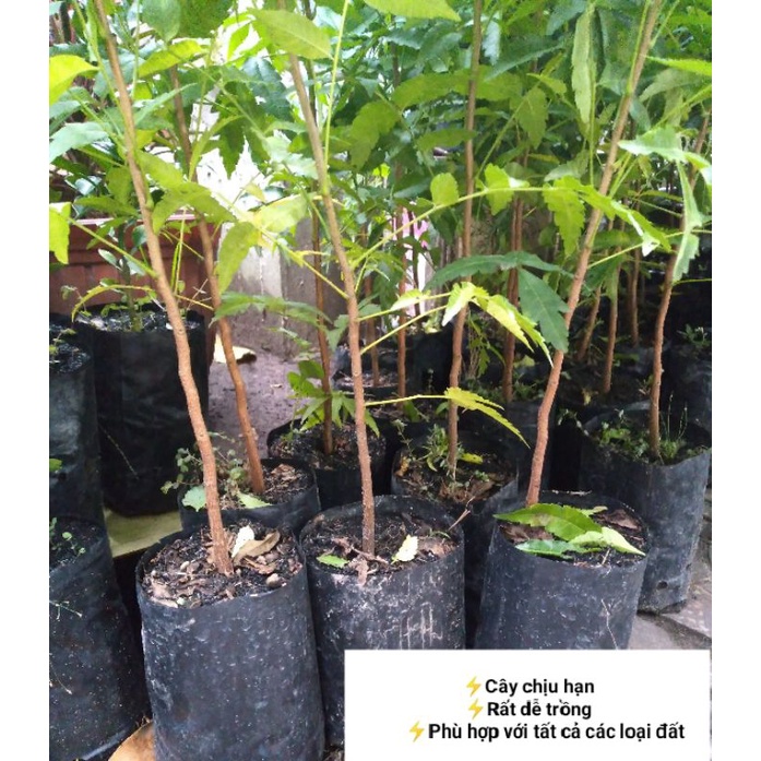 Cây Sầu Đâu Giống