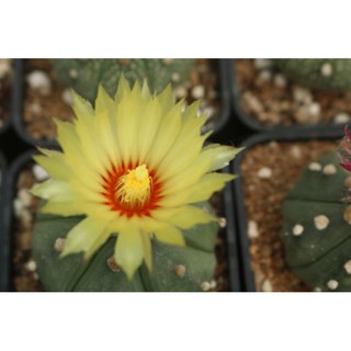 Xương rồng Aster - Hàng hạt Thái Lan
