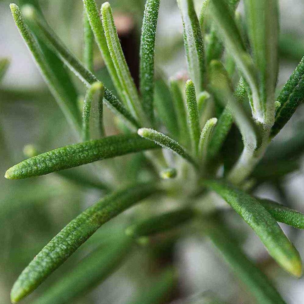 HẠT GIỐNG HƯƠNG THẢO - HẠT CÓ MÙI THƠM ĐẶC TRƯNG PHÂN BIỆT VỚI HÀNG GIẢ GÓI 20 HẠT