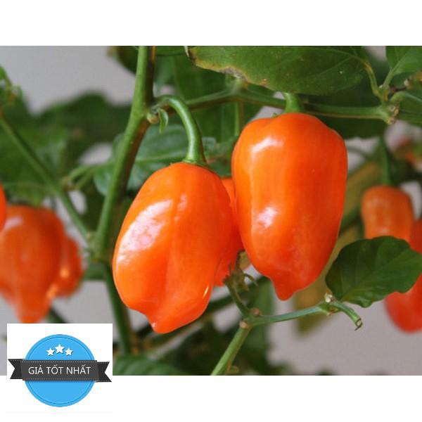 5 Hạt Giống Ớt Cay Habanero Scoville Giống Ớt Cay Nhất Thế Giới Giống Nhập Ngoại 5 Màu