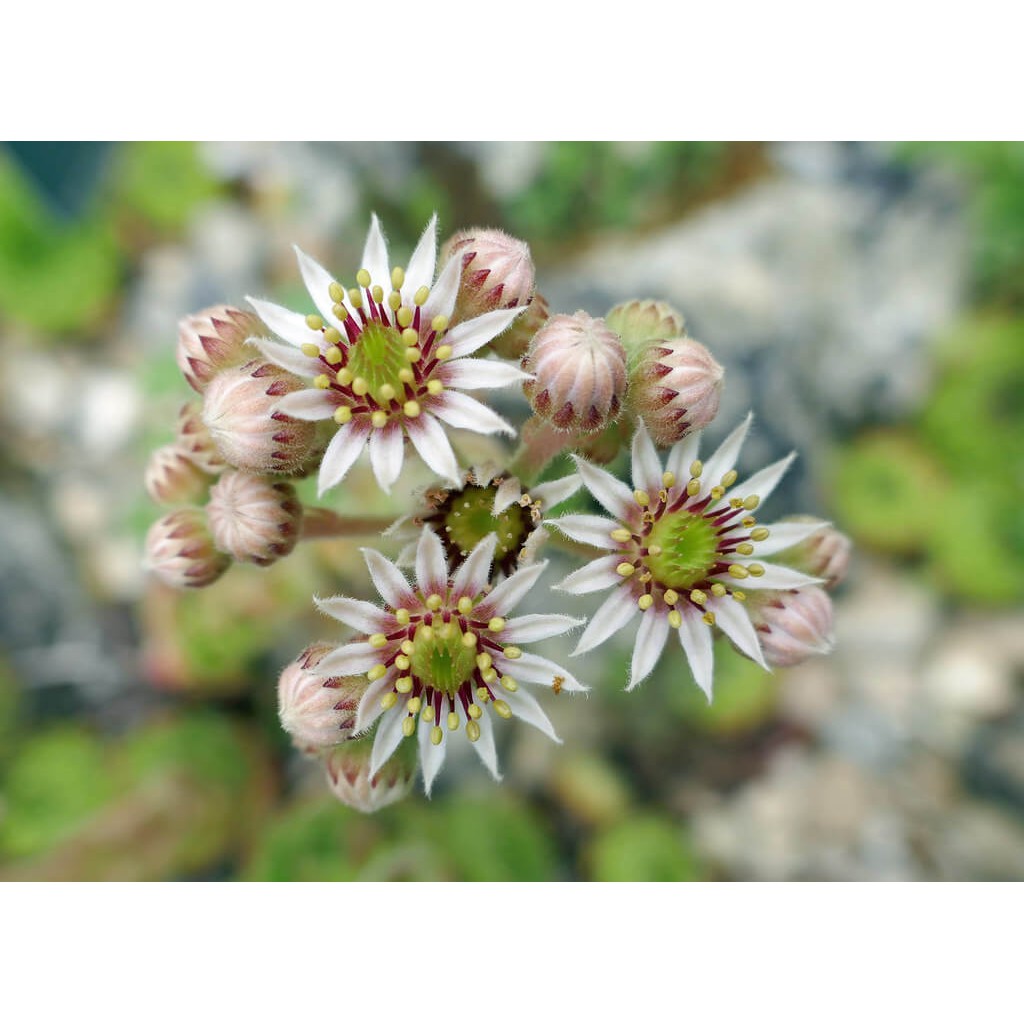 Cây Sempervivum Hen and Chicks (Trường Sinh Thảo Chúc, Gà Mẹ và Gà Con) chậu nhựa treo