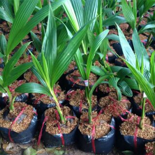 Cây Dừa dứa thái lan