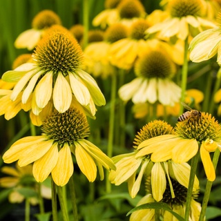 Hạt giống hoa cúc vàng Echinacea 50h