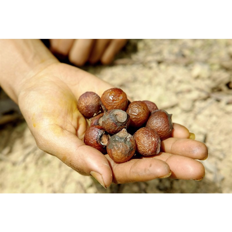 [Mã INCUBACK1416 hoàn 20K xu đơn 50K] Quả Giặt Bồ Hòn Tách Hạt 1KG Vietherb - Eco'Nut Soap Nuts-Clean Without Chemicals