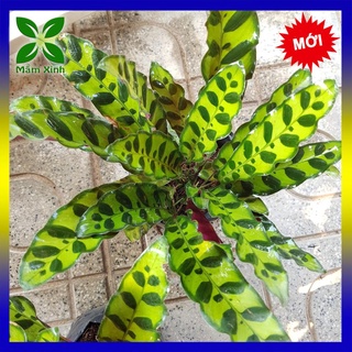 Cây Đuôi Phụng (đuôi công) y hình shop chụp, cây kiểng để bàn, cây phong thủy