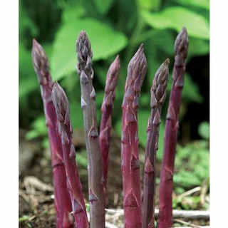 0.2Gr Hạt giống Măng Tây Tím Tặng Kèm Kích Mầm