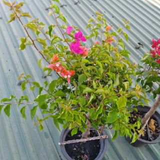 Giấy Thái ghép nhiều màu