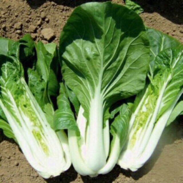 Hạt giống cải thìa cộng trắng, cải bẹ cộng trắng