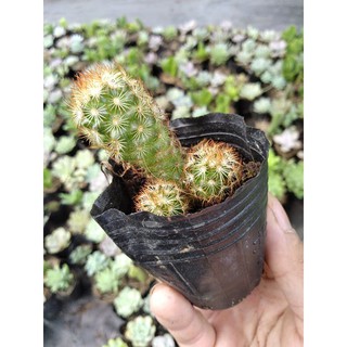 🌵🌵🌵Sương rồng thạch trụ cute🥰🥰🥰
