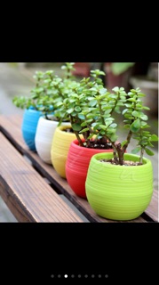 Chậu cây cảnh mini