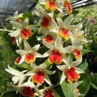 Hoa lan damary chậu phi 12