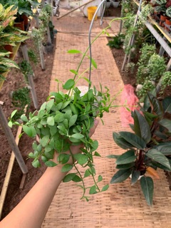 Cây hạt dưa trồng trong con ốc