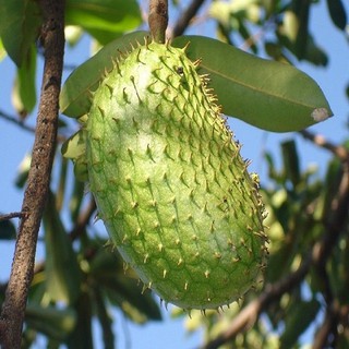 Cây giống mãng cầu xiêm Thái trái to thơm ngon