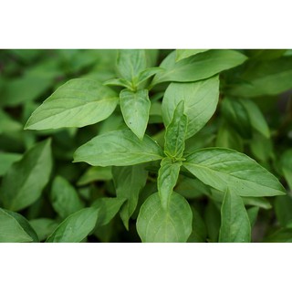 Hạt giống rau húng quế - 2gr