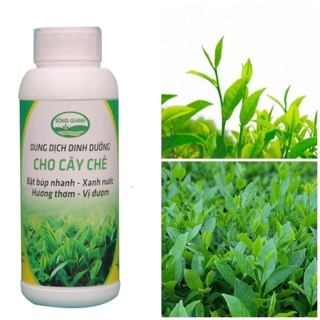Phân bón cho cây chè - phát triển nhanh, bật búp mạnh, xanh nước đượm hương chai 500ml