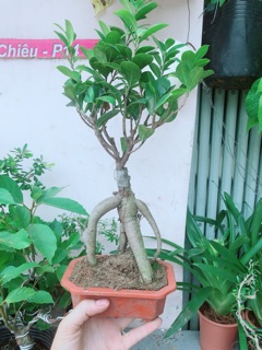 Cây Si Bonsai