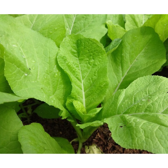 Hạt giống cải mơ gói lớn (50g)