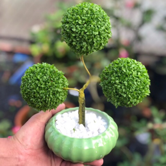 Chậu cây May Mắn 3 quả cầu