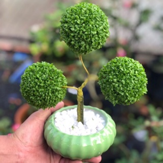 Chậu cây May Mắn 3 quả cầu