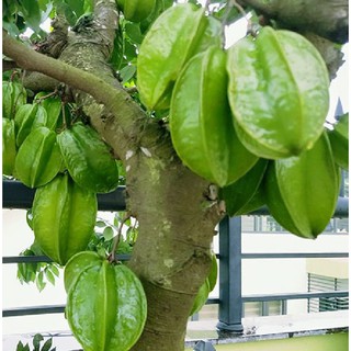 Hạt giống cây khế chua - 5 hạt/gói ( tặng gói kích hạt nảy mầm  )