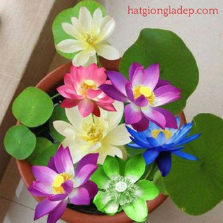 Hạt Giống Hoa Sen Nhật Mini