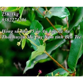 Hà thủ ô đỏ