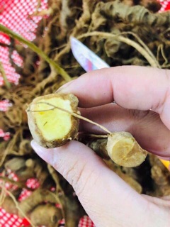 Tam thất rừng