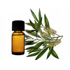 Tinh Dầu Tràm Gió Thiên Nhiên giải cảm, làm đẹp da, đuổi muỗi, chống côn trùng Cajeput Essential Oil AloAroma