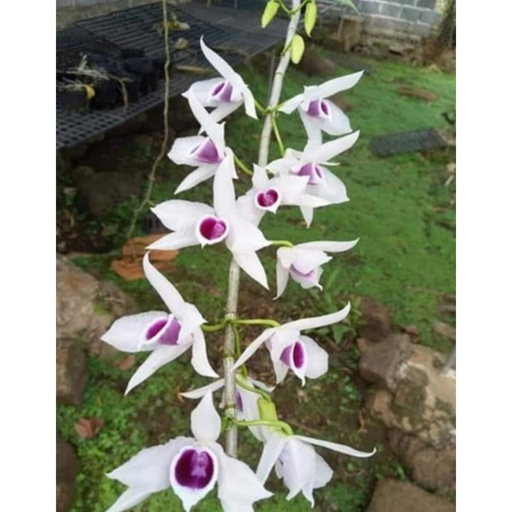 hoa phong lan 5ct họng tím | BigBuy360 - bigbuy360.vn