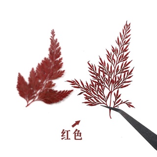 1 lá dương xỉ ép khô