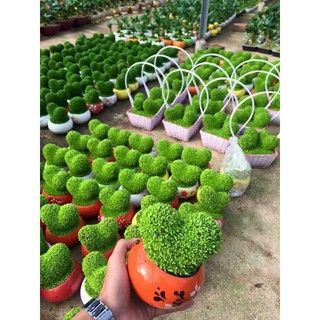 tym tình yêu bằng cỏ may mắn