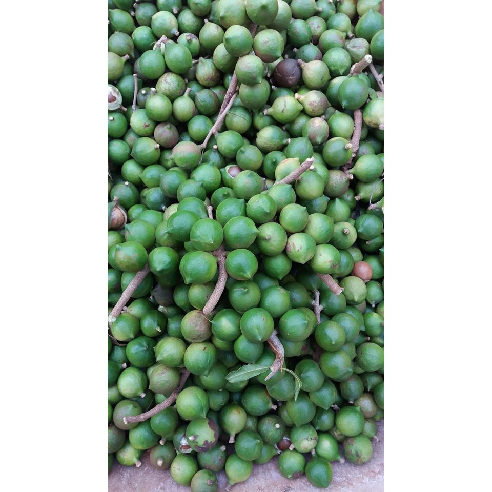 500 gam Macca Lâm Đồng LOẠI ĐẶC BIỆT - Tự trồng tự sấy | BigBuy360 - bigbuy360.vn