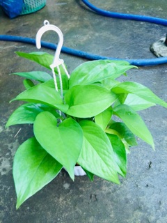 TRẦU BÀ THÁI XANH