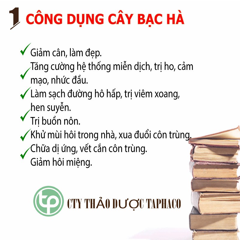 Cây bạc hà sấy khô 500g