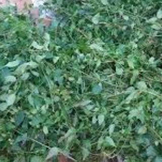 CHÈ VẰNG SẺ HÁI ĐỒI NGHỆ AN