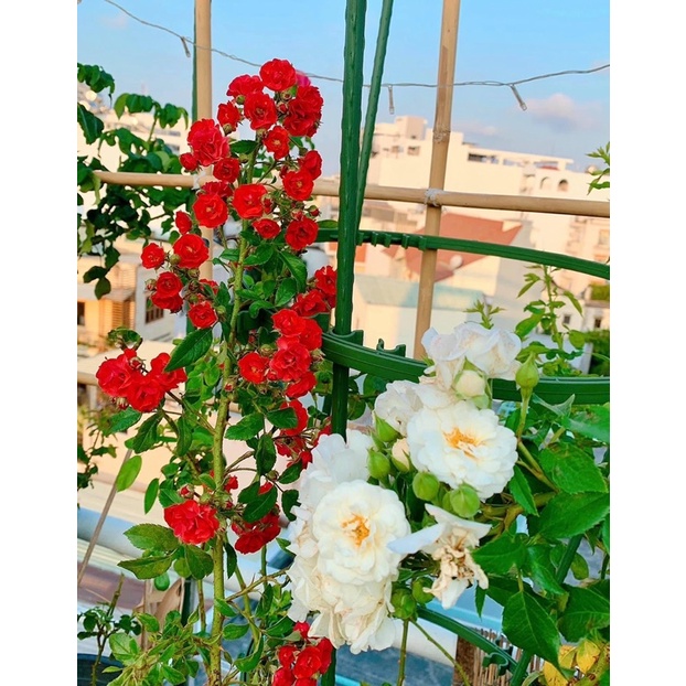 Chậu kim cương trắng siêu dày K1 K2 K3