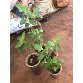 1 cây hương nhu con (hương nhu trắng)