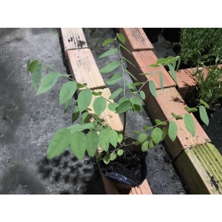 Cây chùm ruột giống (chua)