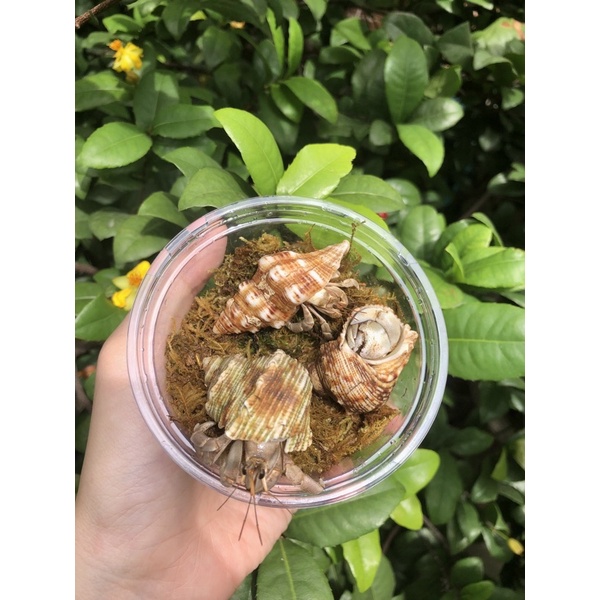 Combo 3 rugos size lớn
