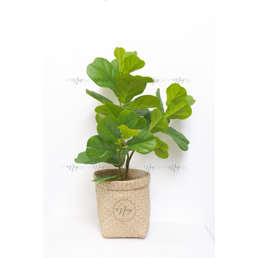 Cây giả, Set chậu bàng Singapore giả cao 1m, 75cm,65cm