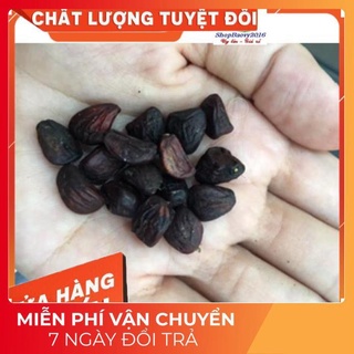 (Dược Liệu Quý) Hạt dổi nếp THƠM ĐẶC TRƯNG tây bắc, dùng thử (5 hạt)