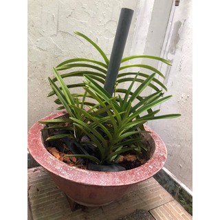 Lan mokara cây giống màu đỏ