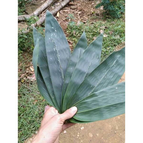 60 lá tre tươi loại to để gói bánh