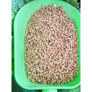 Hạt lúa mì - 1kg