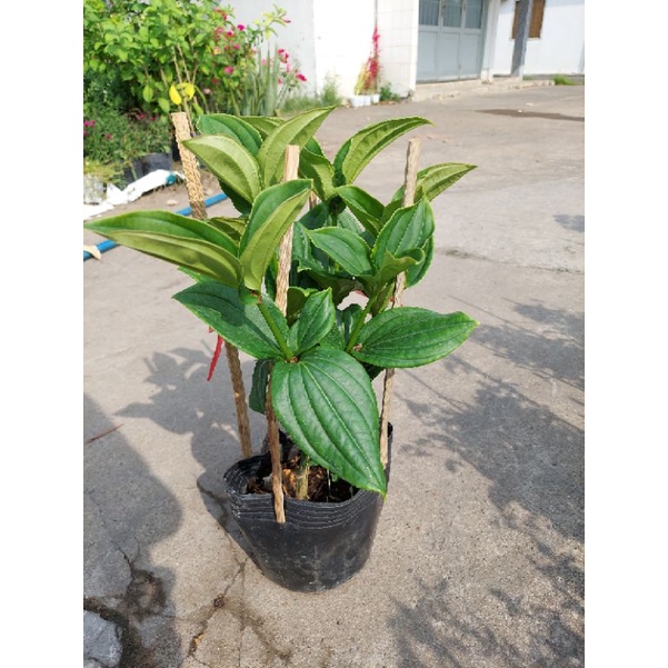 Cây hòn ngọc viễn đông
