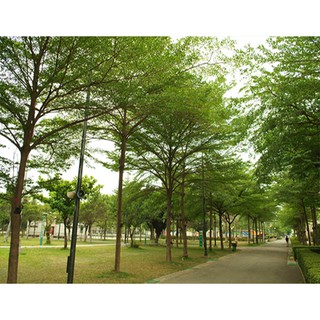 Cây Bàng Đài Loan (Cây Bóng Mát)