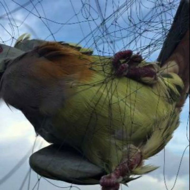 i20m Lưới bẫy cu, cò dài 20m lưới 8 phân cao 6 mét 5 dây 4 túi, đã làm hoàn thiện về chỉ việc sử dụng màu tàng hình