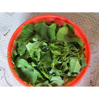 Dây Bình Bát Giống 10Nhánh 20Cm